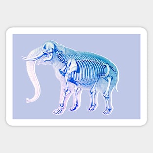 Elephant X-Ray Skeleton Magnet